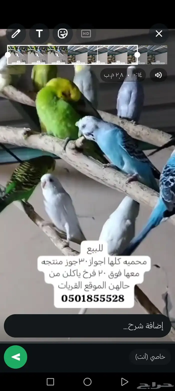طيور كلها اجواز منتجه معها 20 فرخ ياكلن من حالهن 30جوز تحت 0