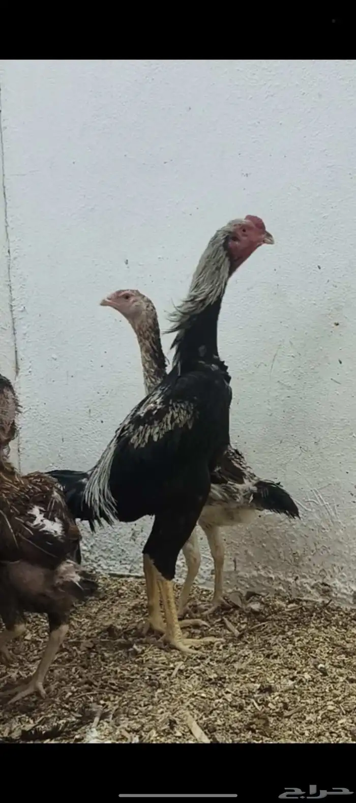 فروخ دجاج شامو 0