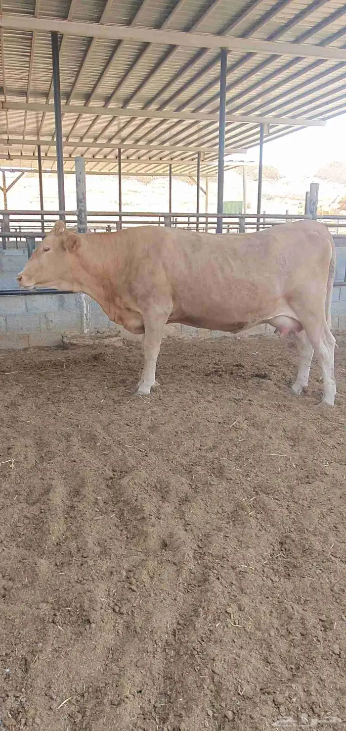 بقره دنمركيه اصل بيور لقاح بقر 0