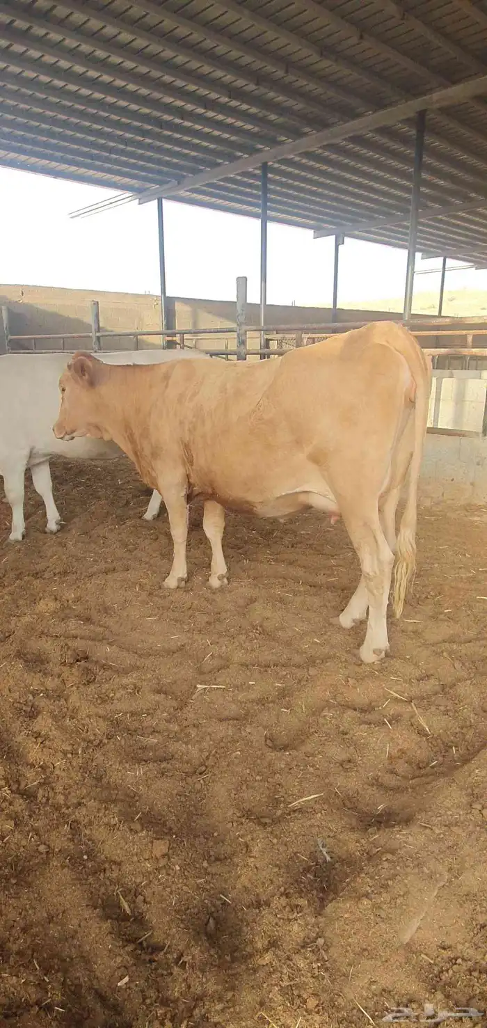 بقره دنمركيه اصل بيور لقاح بقر 8