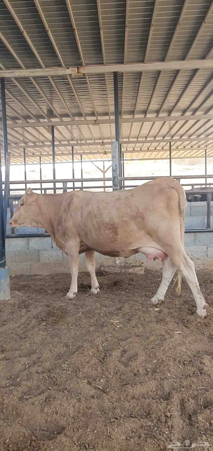 بقره دنمركيه اصل بيور لقاح بقر 3