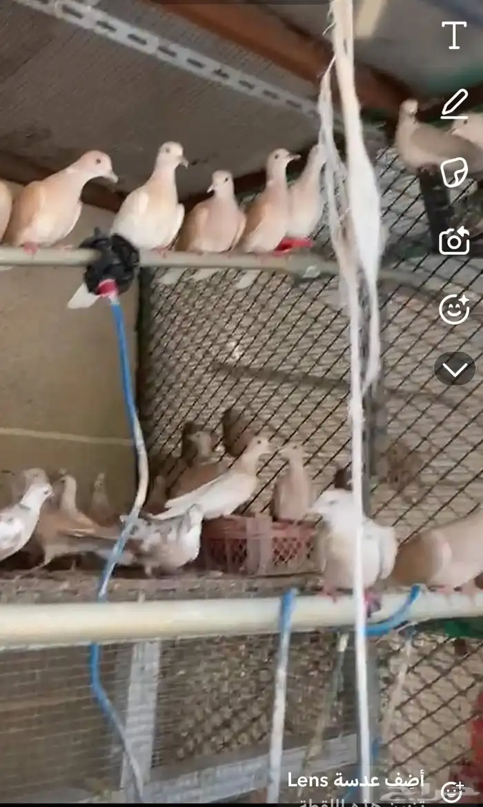 حمام يا كريم 50 إلى 60 جوز للبيع جمله 0