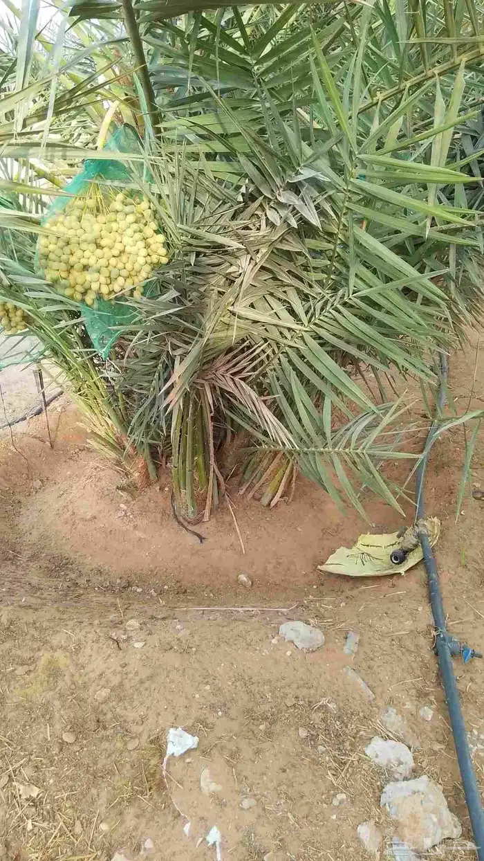 فسائل هلالي صقعي 0