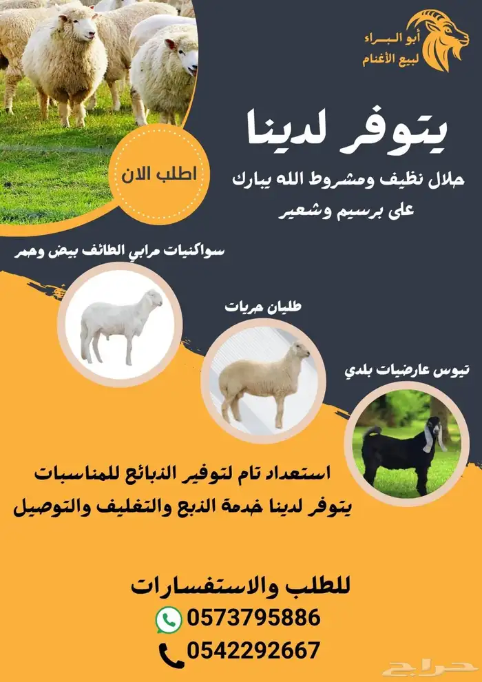 غنم مرابي بر نظيف شرط 3