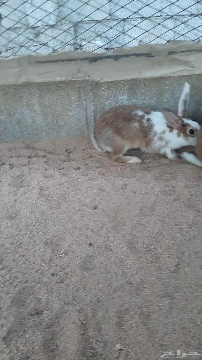 أرنب بلدي للذبح ذكرو 7
