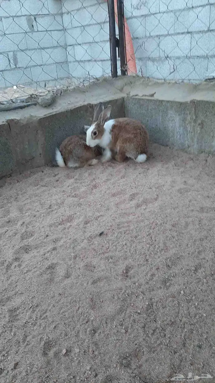 أرنب بلدي للذبح ذكرو 3