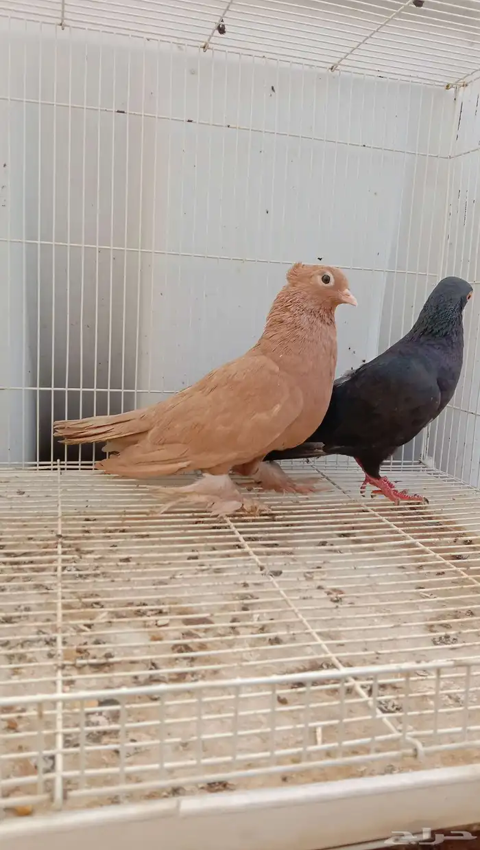 حمام صنعاني جوز تركيبه جديده 0