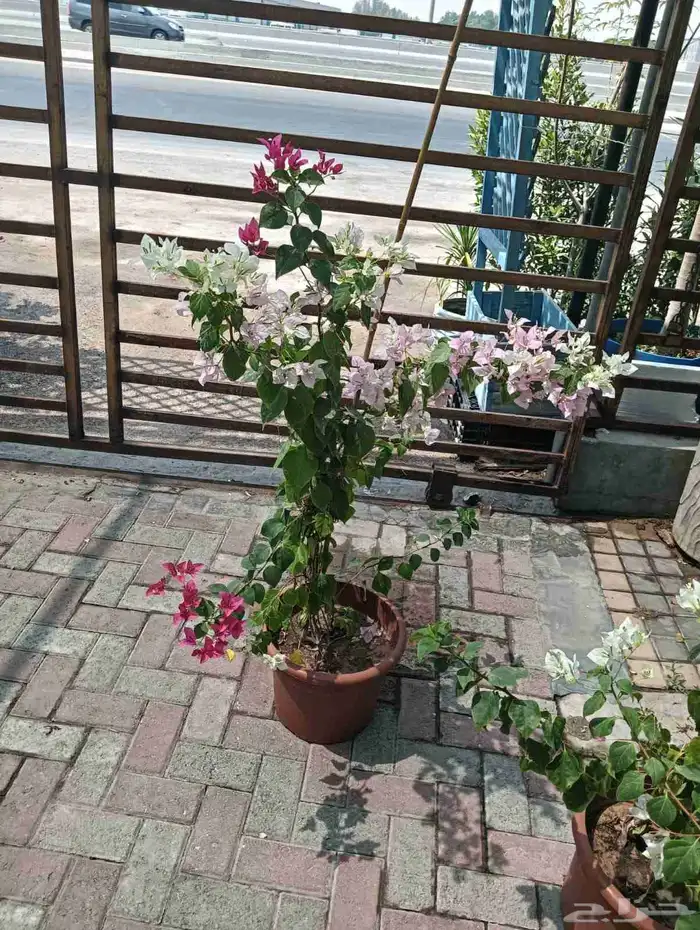 زراعه اشجار 3
