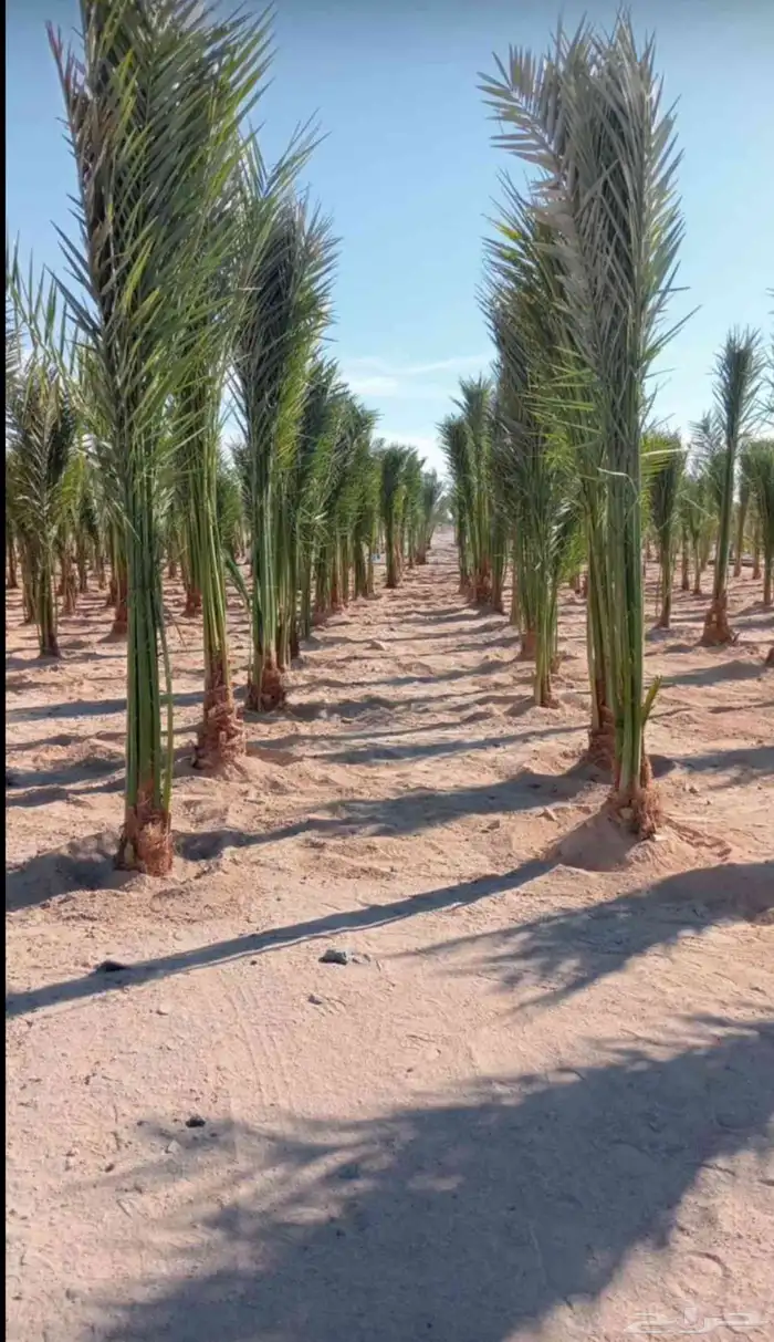 يوجد لدينا نخل عربي واشنطني خلاص ملوكي روثانا برحي سكري نبوت 7