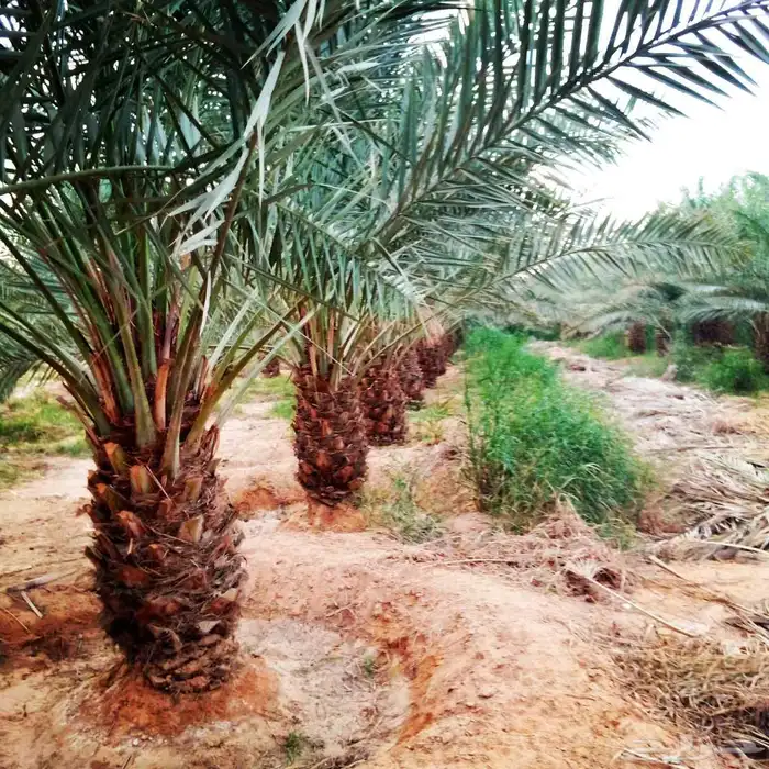 نخل مثمر للبيع نقايل بيع نخل جثايث منوعه صقعي اخلاص برحي سكر 5