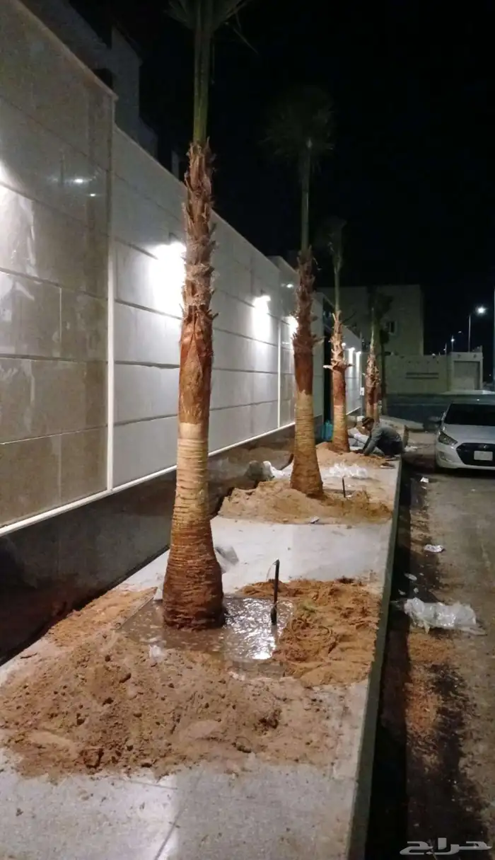 يوجد لدينا نخل عربي واشنطني خلاص ملوكي روثانا برحي سكري نبوت 9