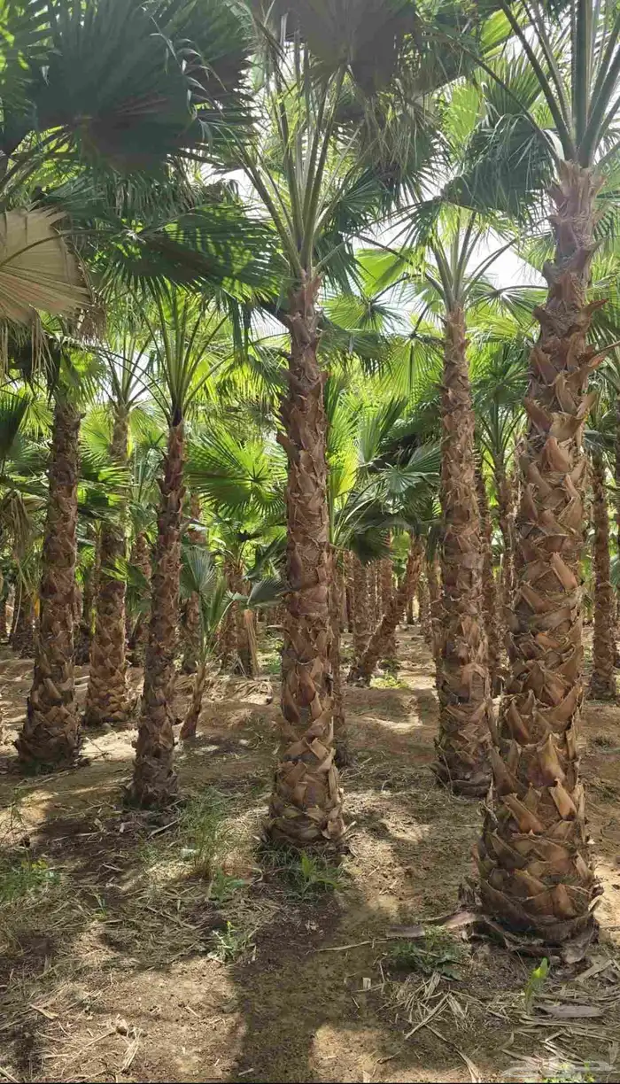 يوجد لدينا نخل عربي واشنطني خلاص ملوكي روثانا برحي سكري نبوت 5