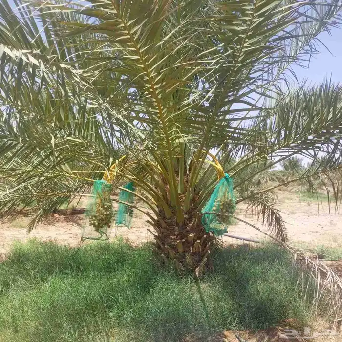 مزراع الغاط المجمعه الزلفي 0