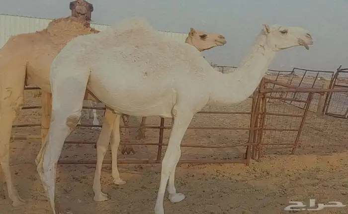 بكره تماميه كفو 0