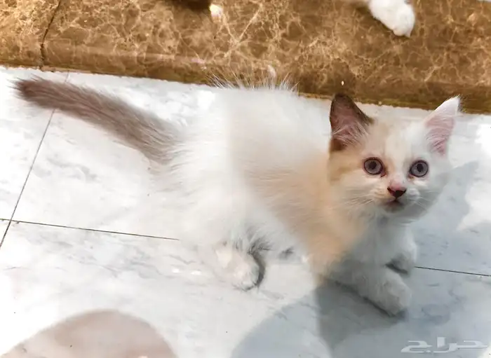 قطط هملايا بلو راغدول مكس هملايا هملايا 8
