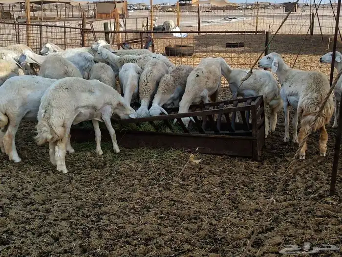 رخال حريات طيبه عددها 40راس 7