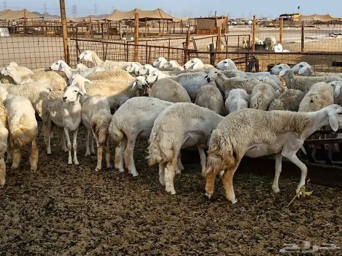 رخال حريات طيبه عددها 40راس 4