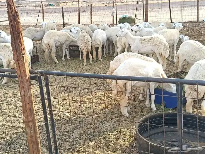 رخال حريات طيبه عددها 40راس 2
