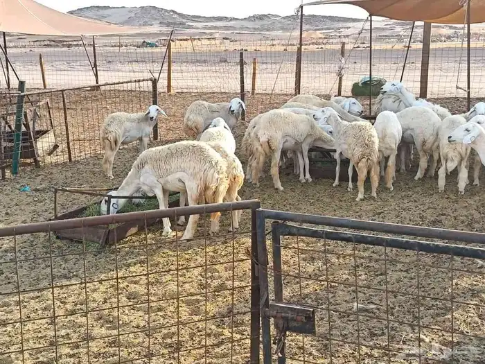رخال حريات طيبه عددها 40راس 6