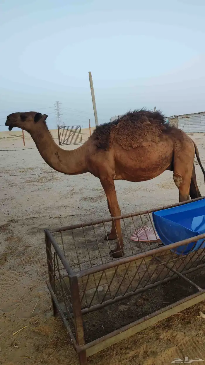 قعود مفرود 1