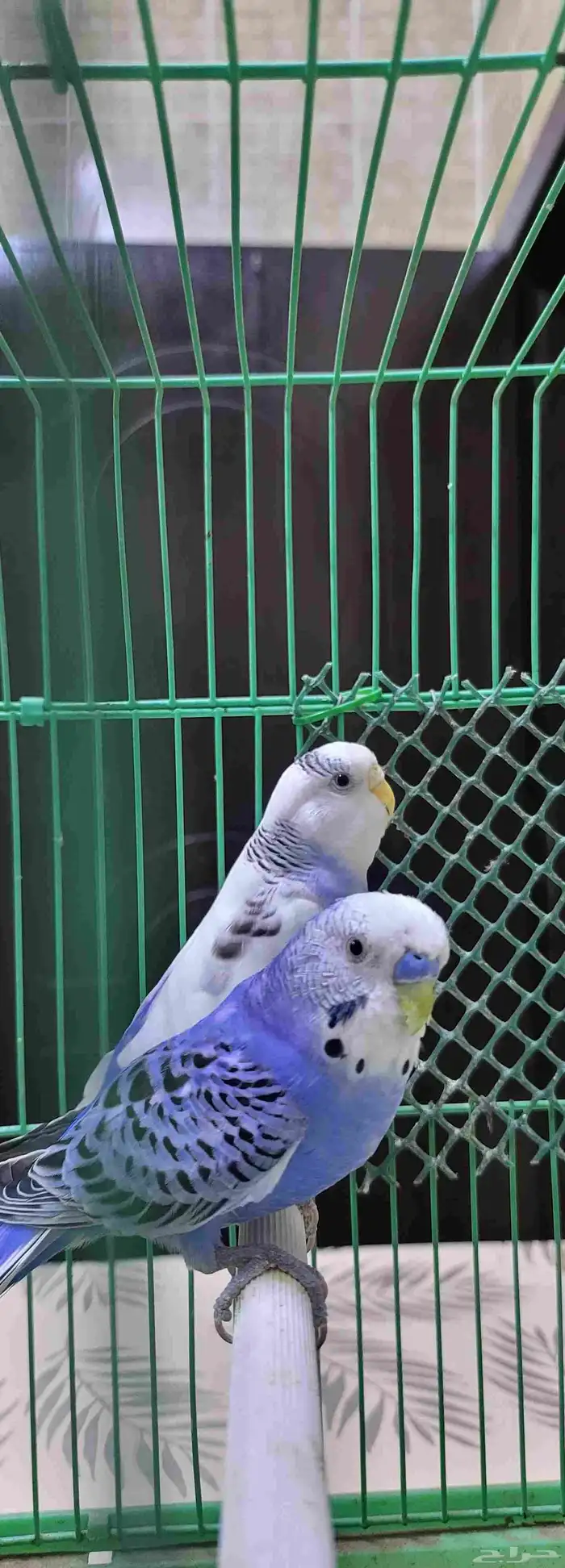 زوج بادجي مثالي 1