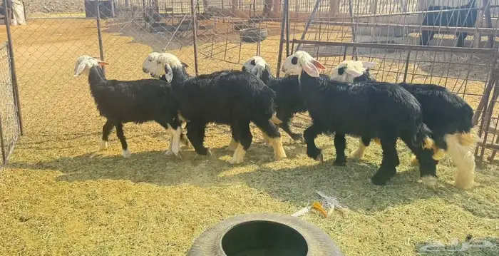 للبيع طليان 6