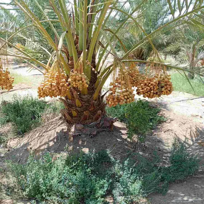 مطلوب تمر برحى 0