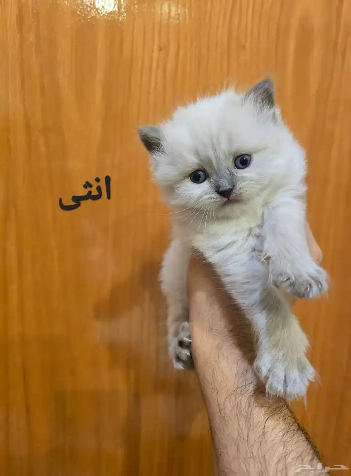 قطط صغيره للبيع 0