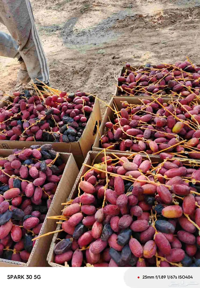 تمر حلوه تيماء طازج الاان 4
