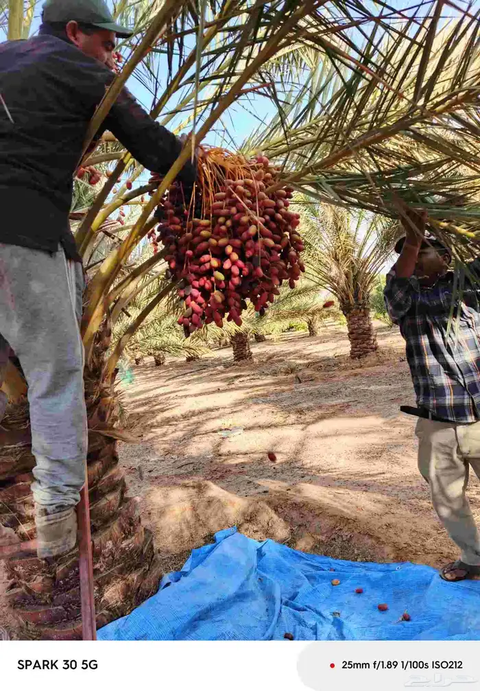 تمر حلوه تيماء طازج الاان 0