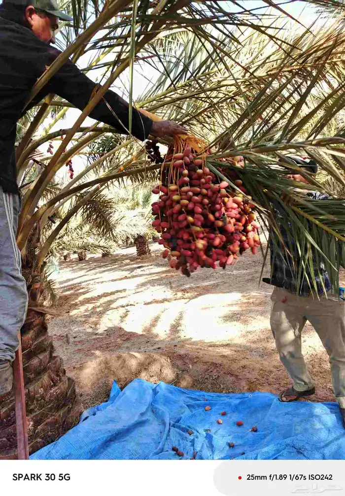 تمر حلوه تيماء طازج الاان 5