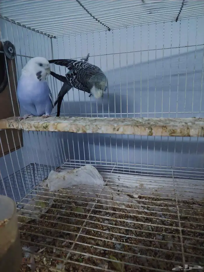 جوز بادجي مكس انجليزي 2