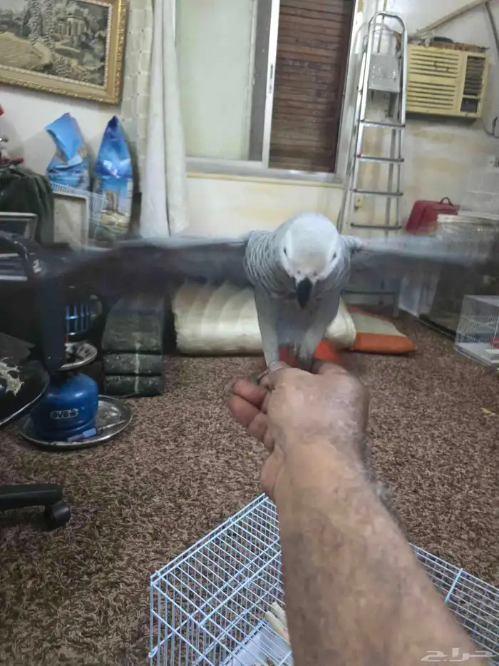 فرخ ببغاء كاسكو 7