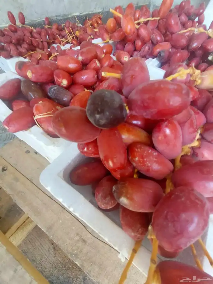 تمر حلوه مناصيف طيب سكر 1