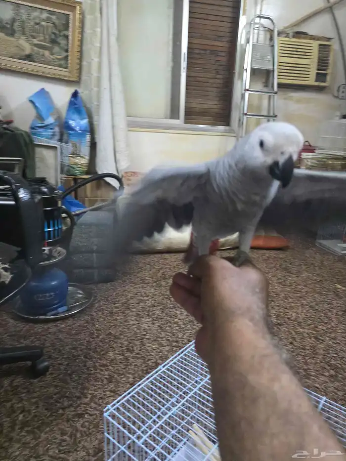 فرخ ببغاء كاسكو 6