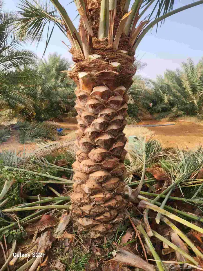 جميع انواع النخيل المثمره 4