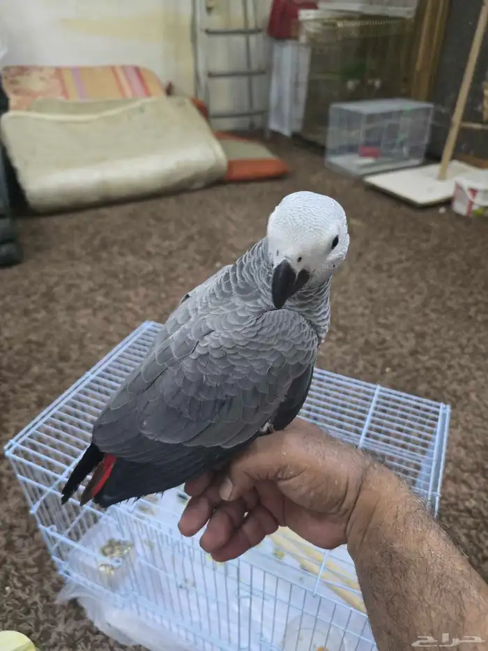 فرخ ببغاء كاسكو 2