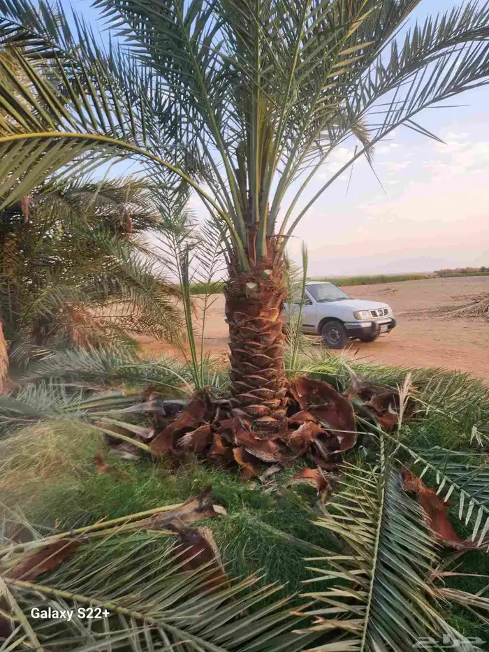 جميع انواع النخيل المثمره 0