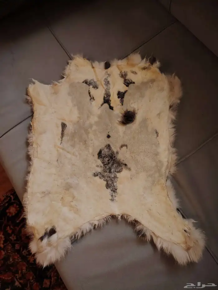 فرو أرنب طبيعي 1