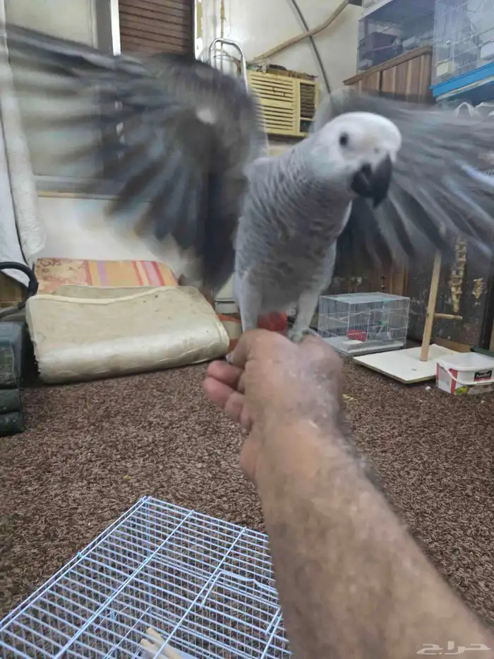 فرخ ببغاء كاسكو 5