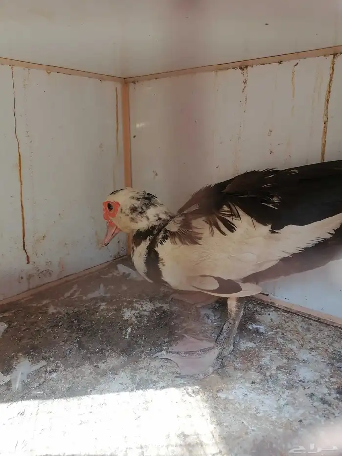 انثى بط مصري نظيفه للبيع او للبدل 1