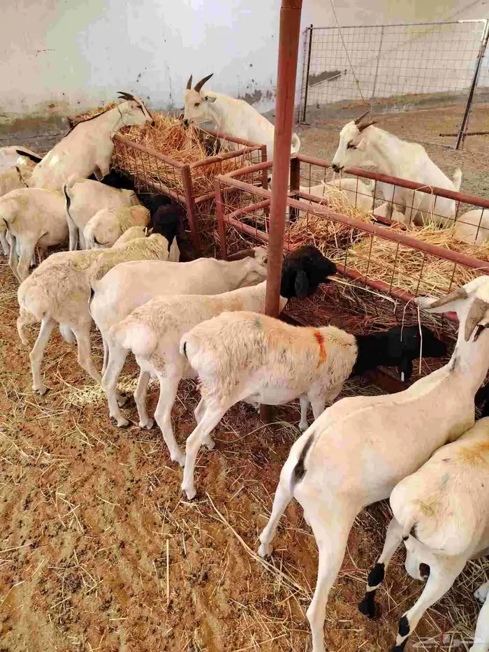 50 راس برابر وتيوس مرابي 3 شهور 2