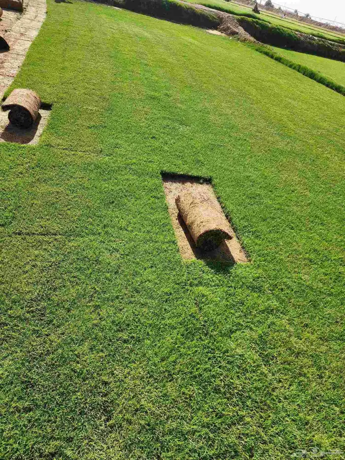 ثيل سي2000 درجة اولى 8