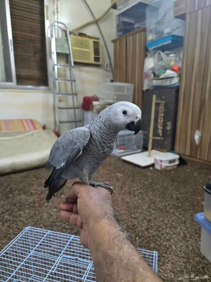فرخ ببغاء كاسكو 3
