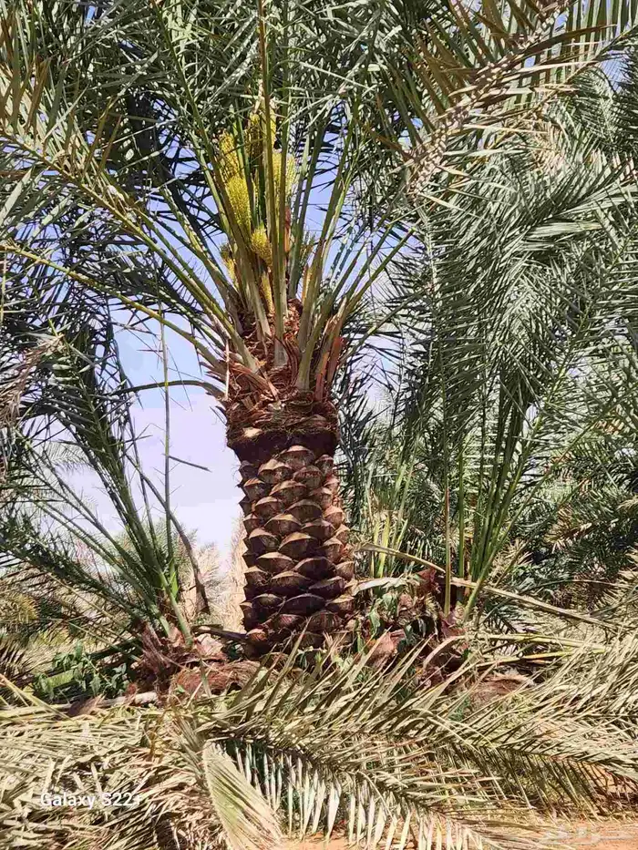 جميع انواع النخيل المثمره 1