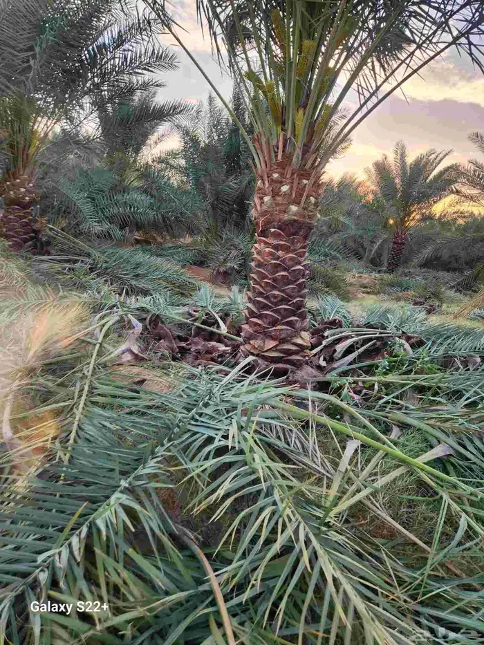 جميع انواع النخيل المثمره 7