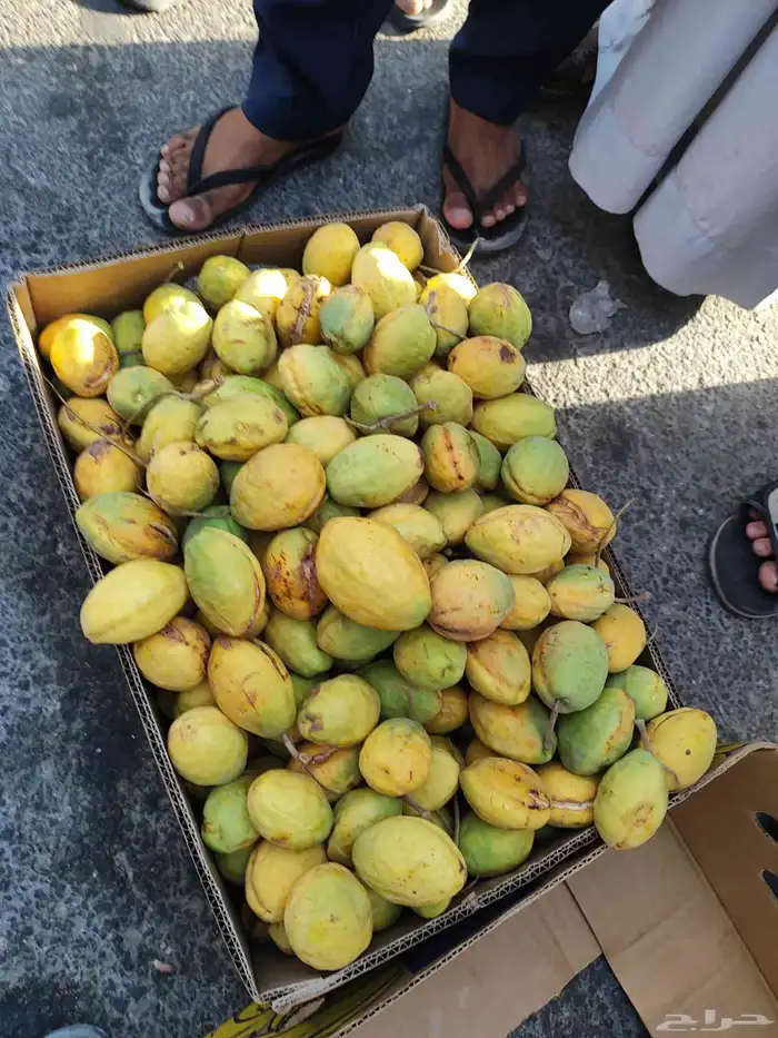 لوز احمر قطيفي 8