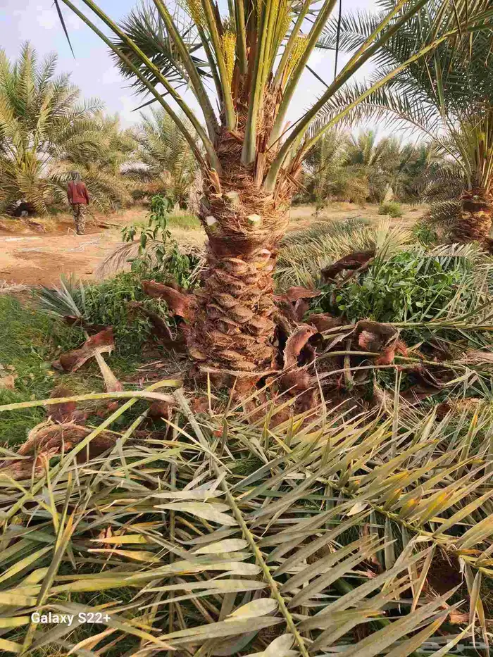 جميع انواع النخيل المثمره 5