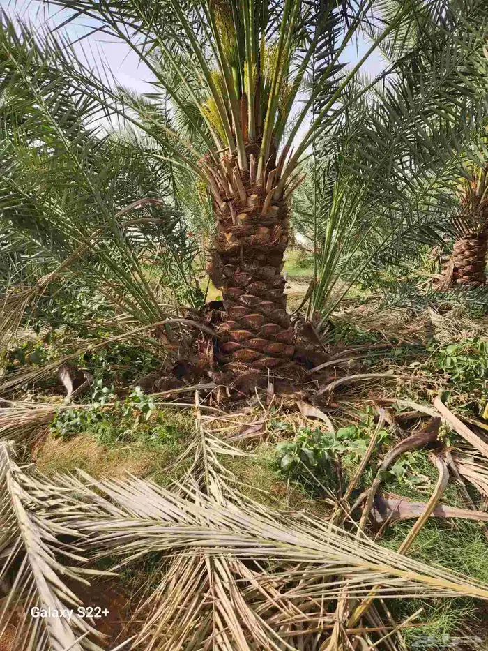 جميع انواع النخيل المثمره 9