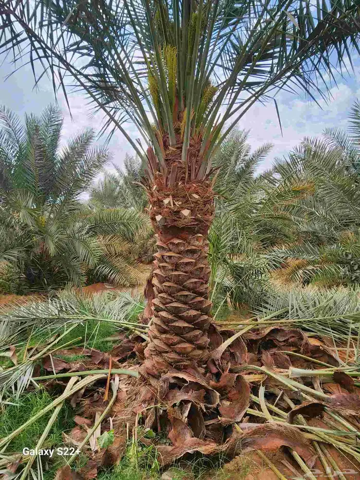 جميع انواع النخيل المثمره 2